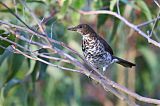 Marañon Thrush